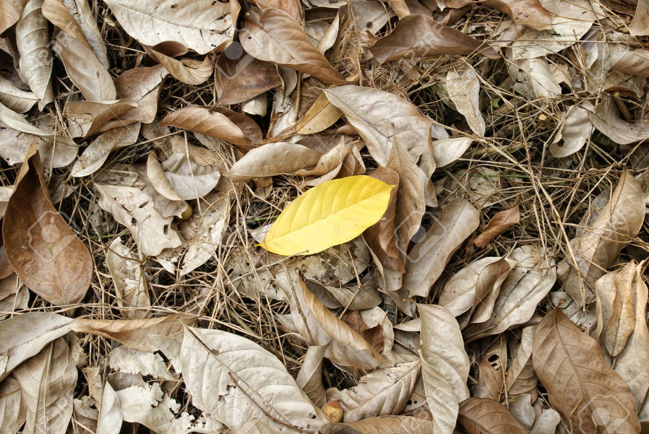 Dry Leaves, Yellow Leaves, Dried Leaves, Dry Leaves Background Stock Photo,  Picture And Royalty Free Image. Image 78306521.