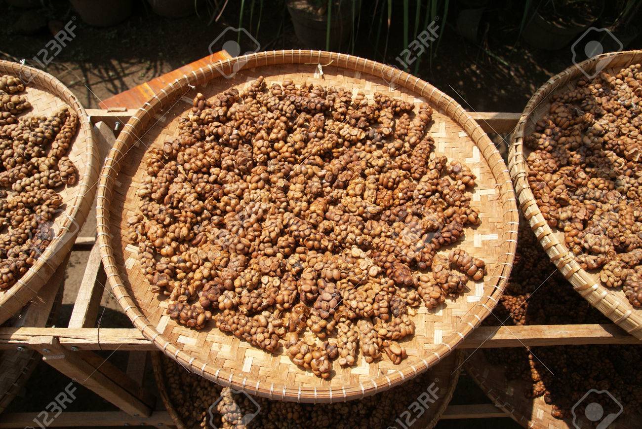 Luwak Coffee Produced From The Coffee Beans Which Have Been Digested By A Certain Indonesian Cat-like Animal Called Then Palm Civet Or Also Civet Cat. Stock Photo, Picture And Royalty Free Image. Luwak Coffee Produced From The Coffee Beans Which Have Been Digested By A Certain Indonesian Cat-like Animal Called Then Palm Civet Or Also Civet Cat. Stock Photo, Picture And Royalty Free Image.