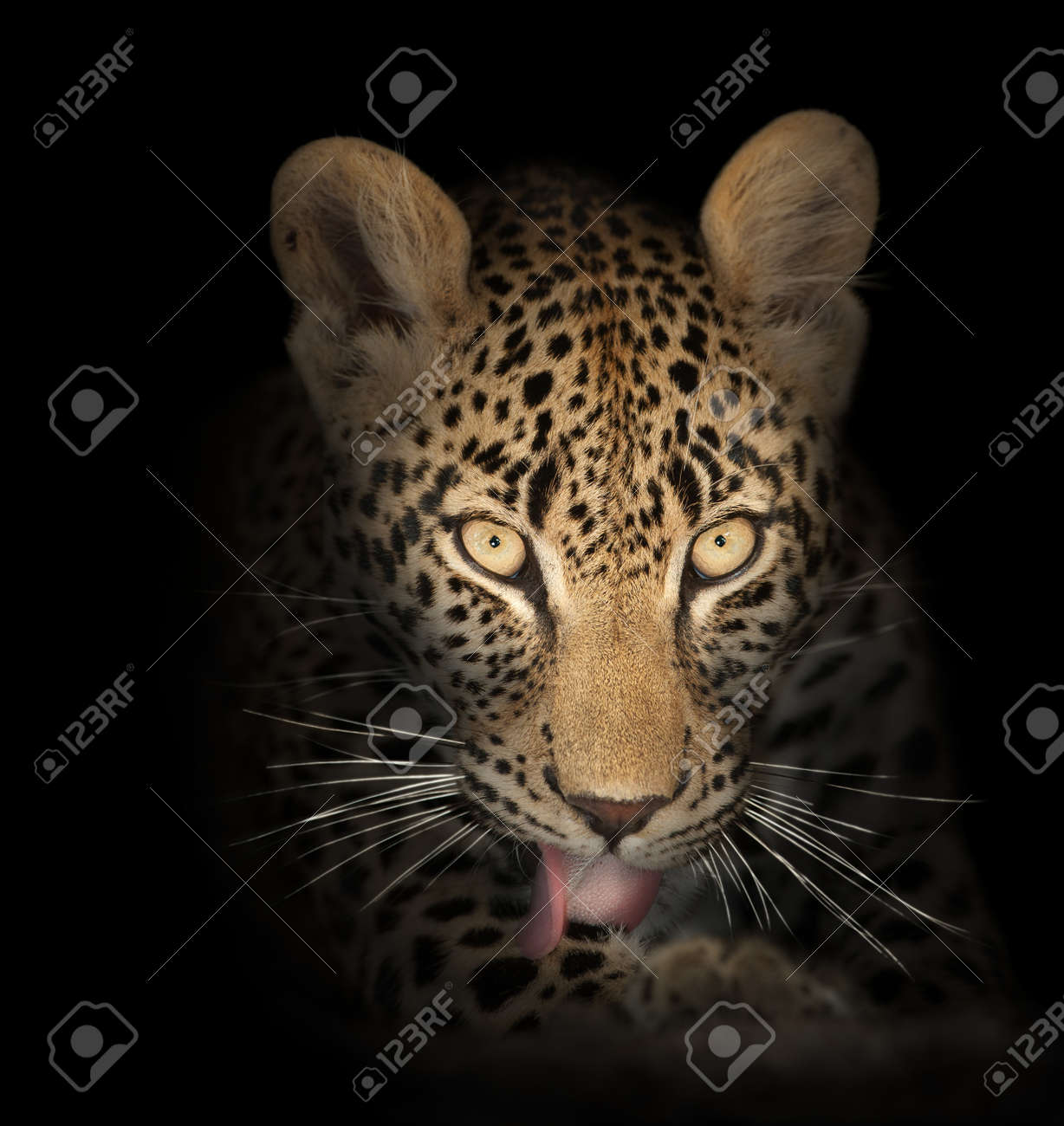 Leopard Face Close Up In The Dark Panthera Pardus Stock Photo 10287637 Leopard Face Close Up In The Dark Panthera Pardus Stock Photo 10287637