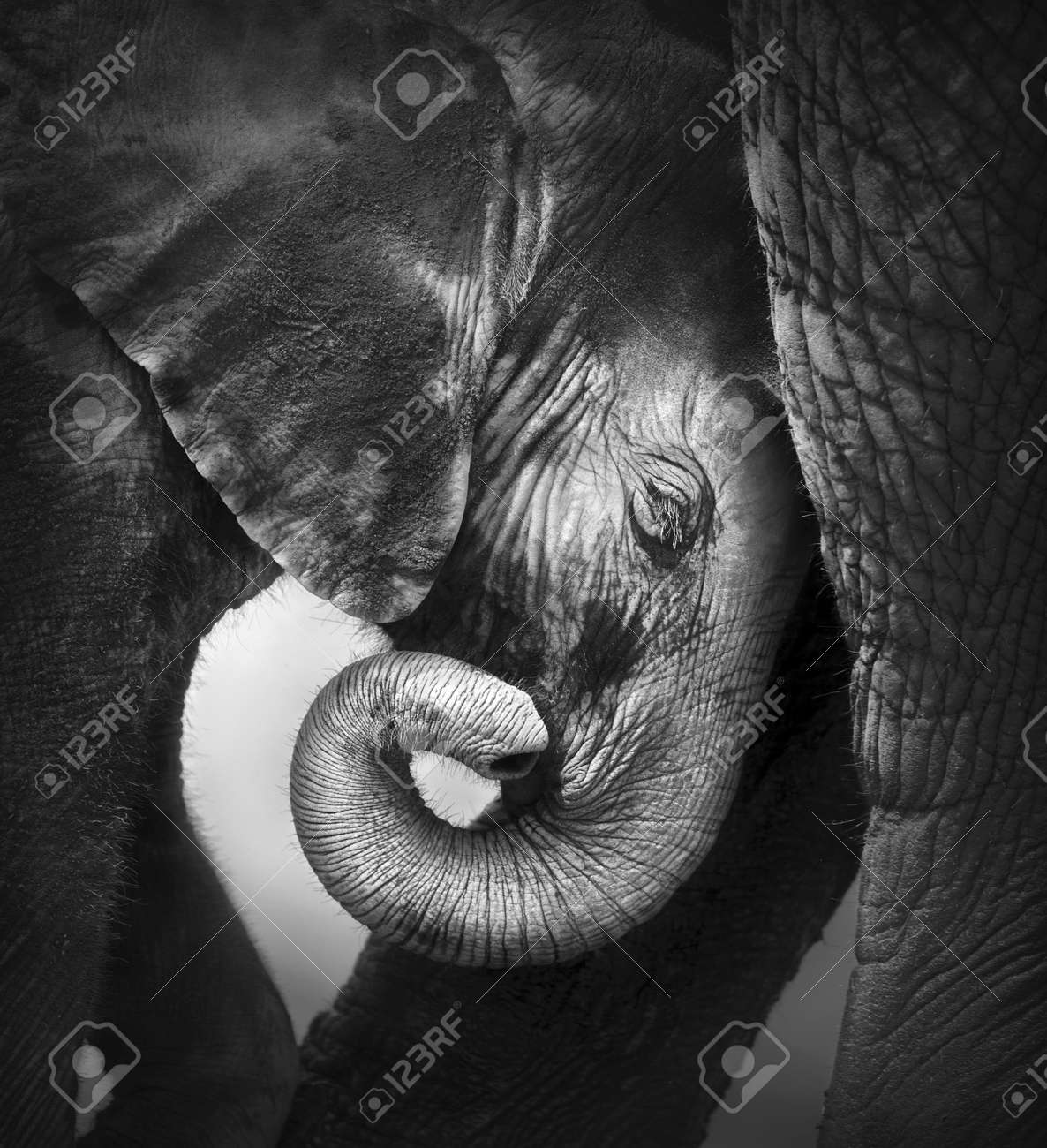 Fashion week White and black baby elephant photography for girls Fashion week White and black baby elephant photography for woman