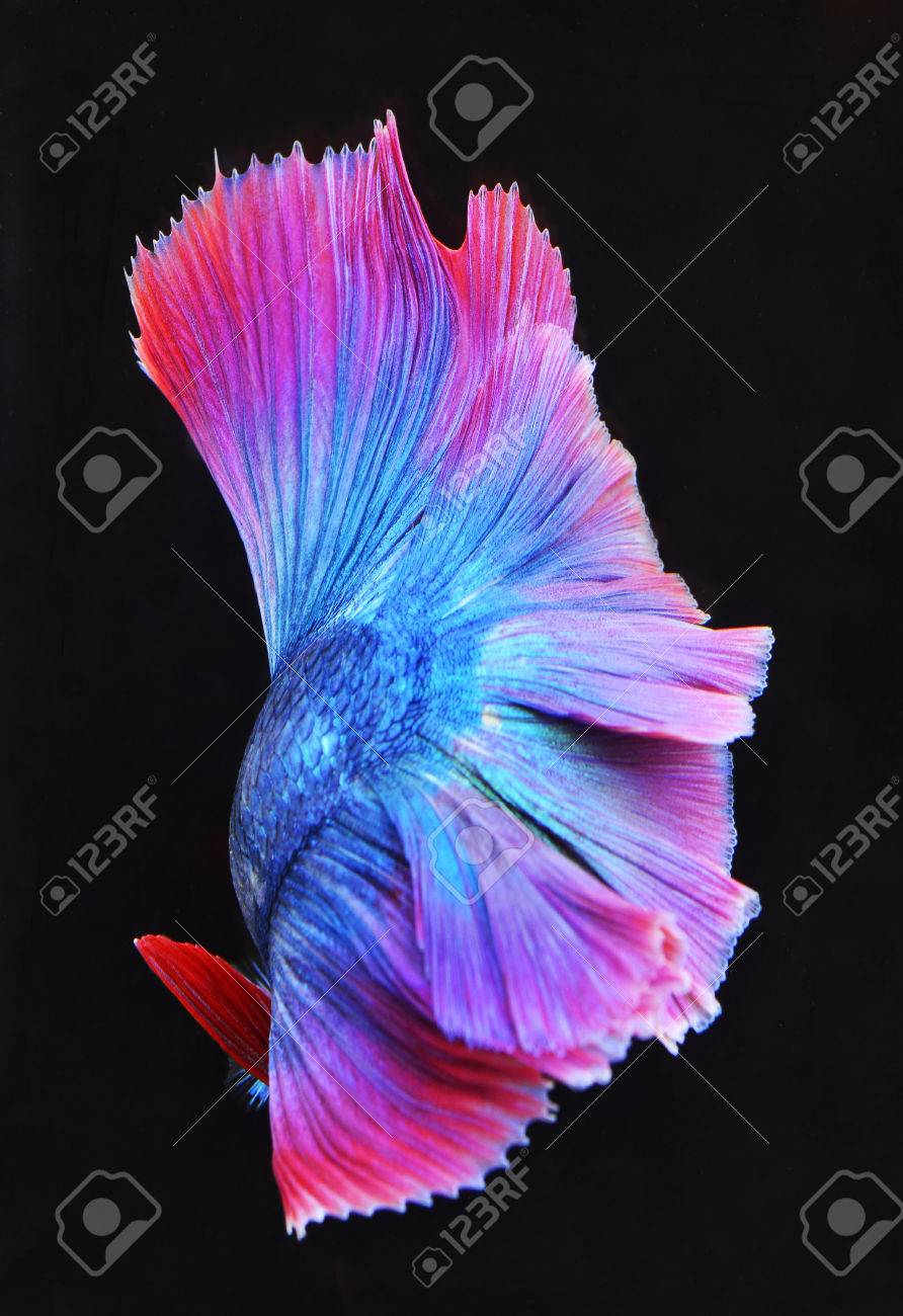 テール シャムの戦いの魚の質感 の写真素材 画像素材 Image