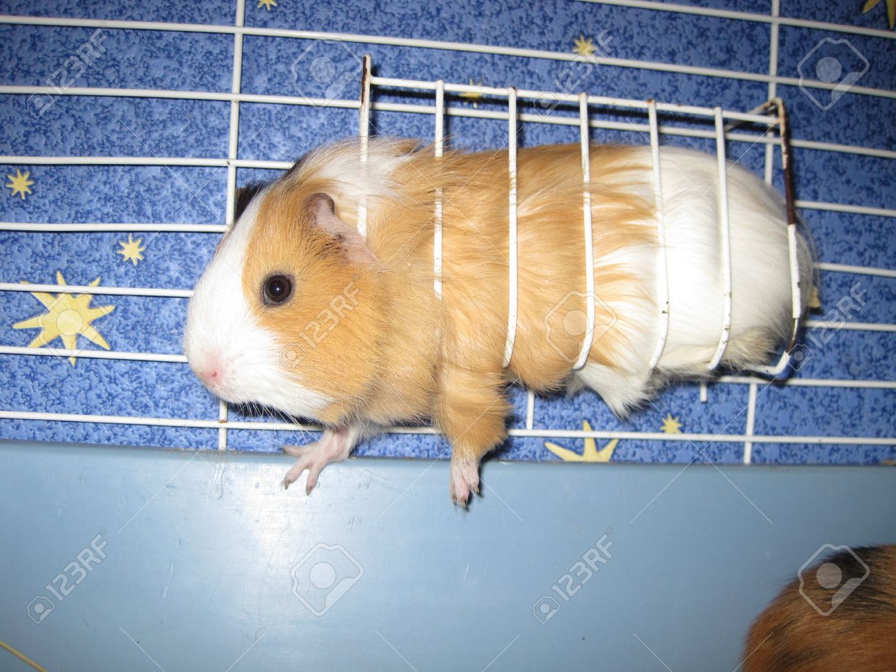 White Guinea Pig In A Cage Stock Photo 