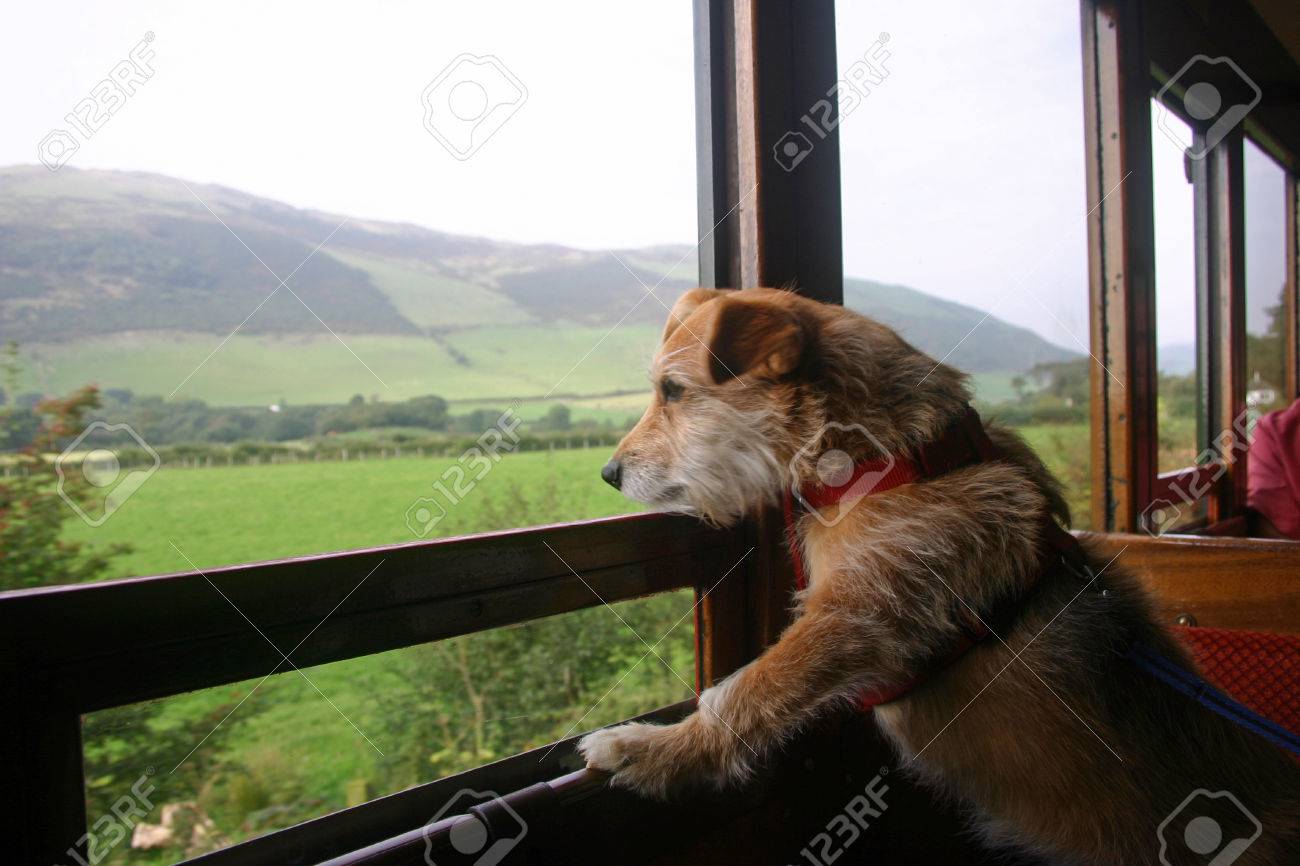 Cute Jack Russell Cross Yorkshire Terrier Mongrel Pet Dog Looking