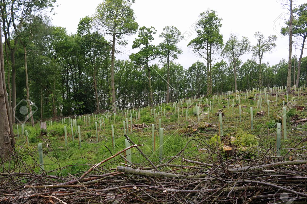 Recently Coppiced Woodland With Newly Planted Trees In Tree Shelters - 