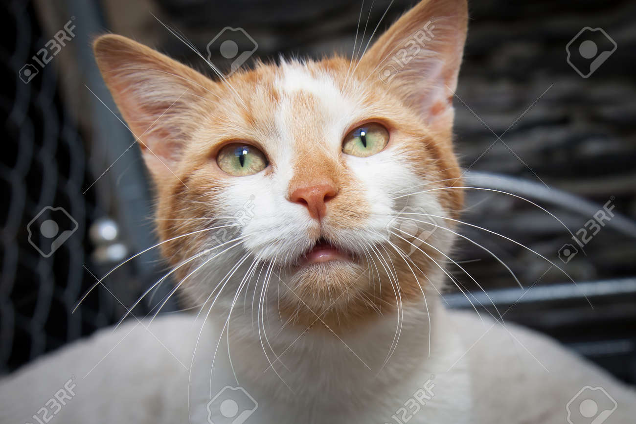etiam-dictum-ipsum-a-felis