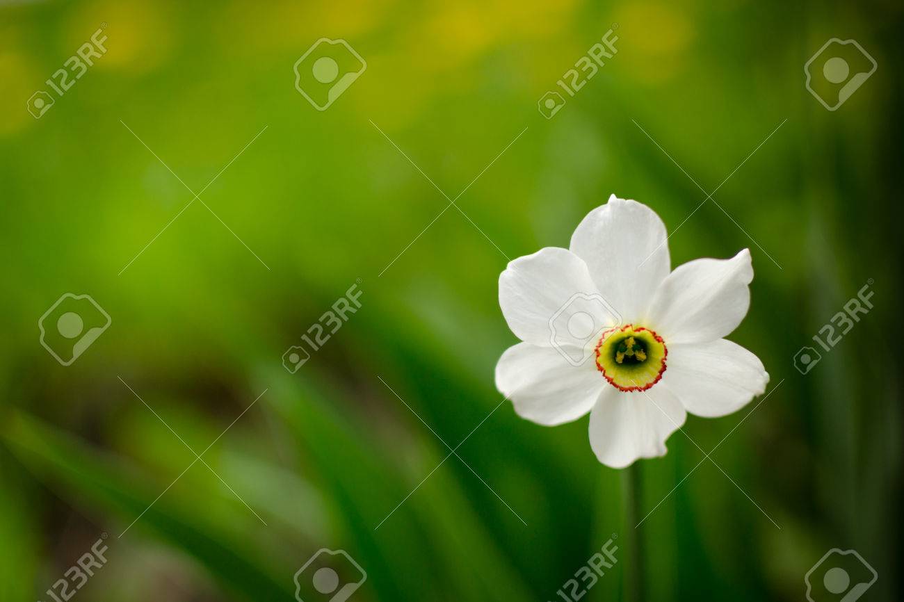 solitary white daffodil flower blooming against a green empty