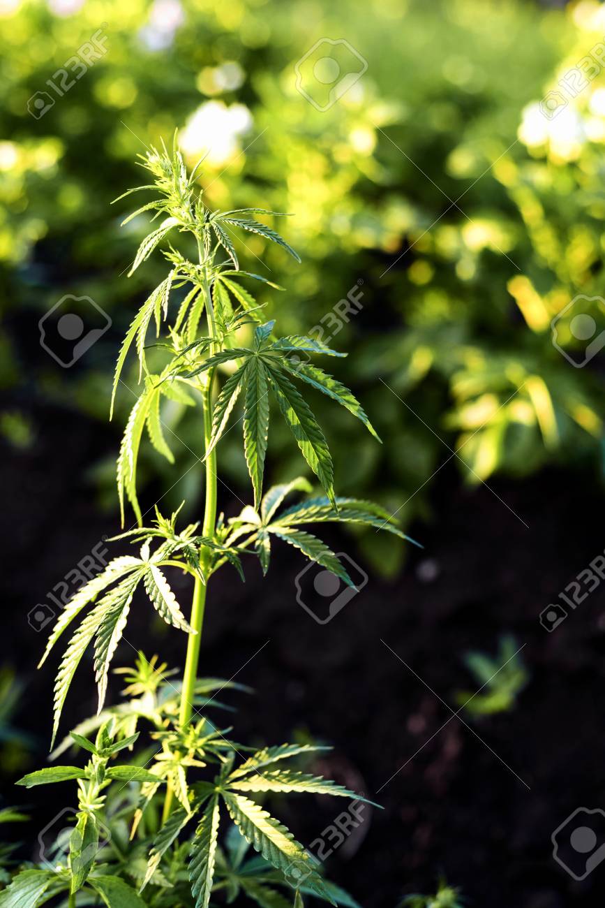 野生の大麻植物の成長する大麻製造または違法なポットの取引のために頻繁に使用される自然の中 の写真素材 画像素材 Image