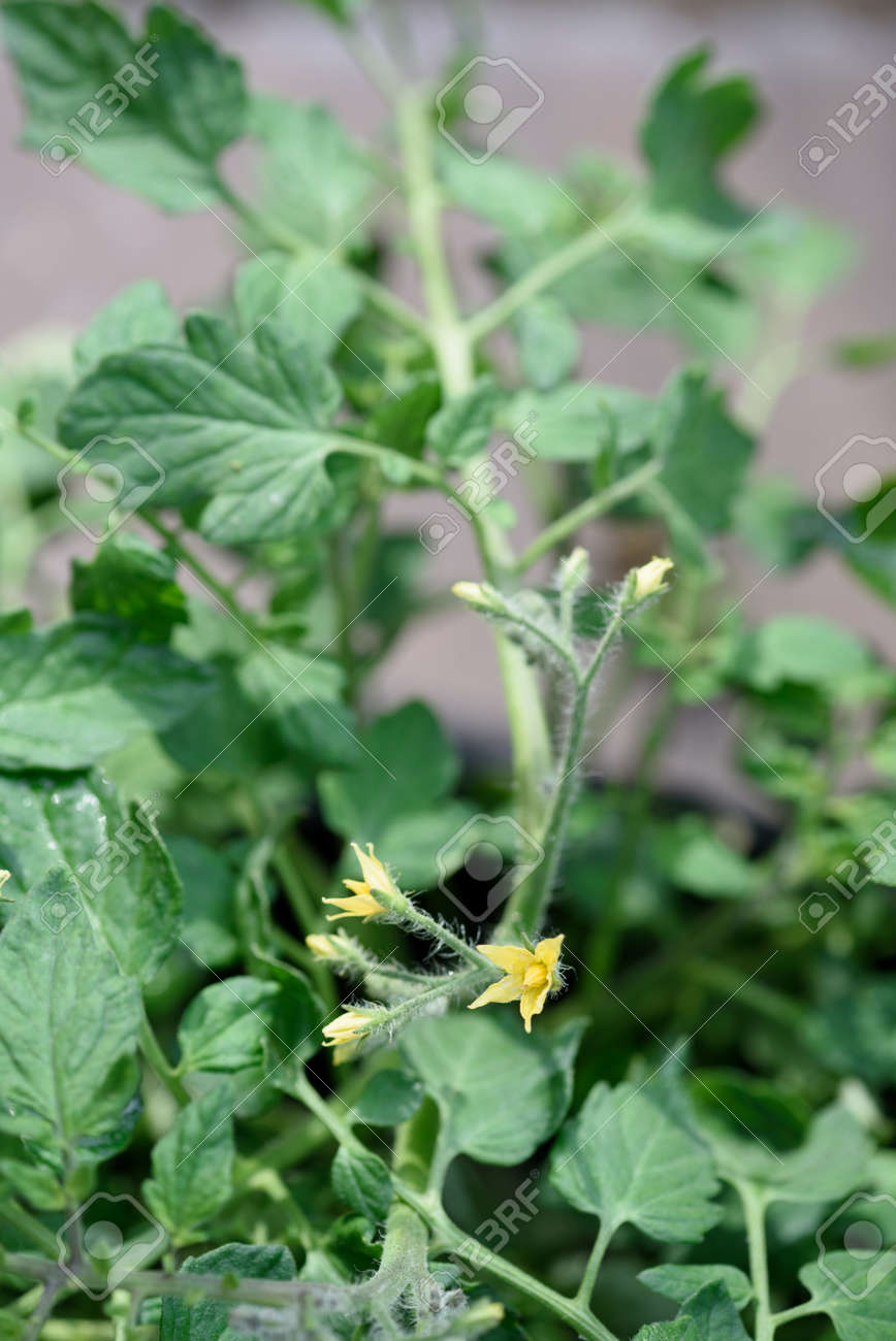 Yellow tomato flower in blossom with green leaf in a vegetable garden with nobody in view with the single plant - 155300751 Yellow tomato flower in blossom with green leaf in a vegetable garden with nobody in view with the single plant - 155300751