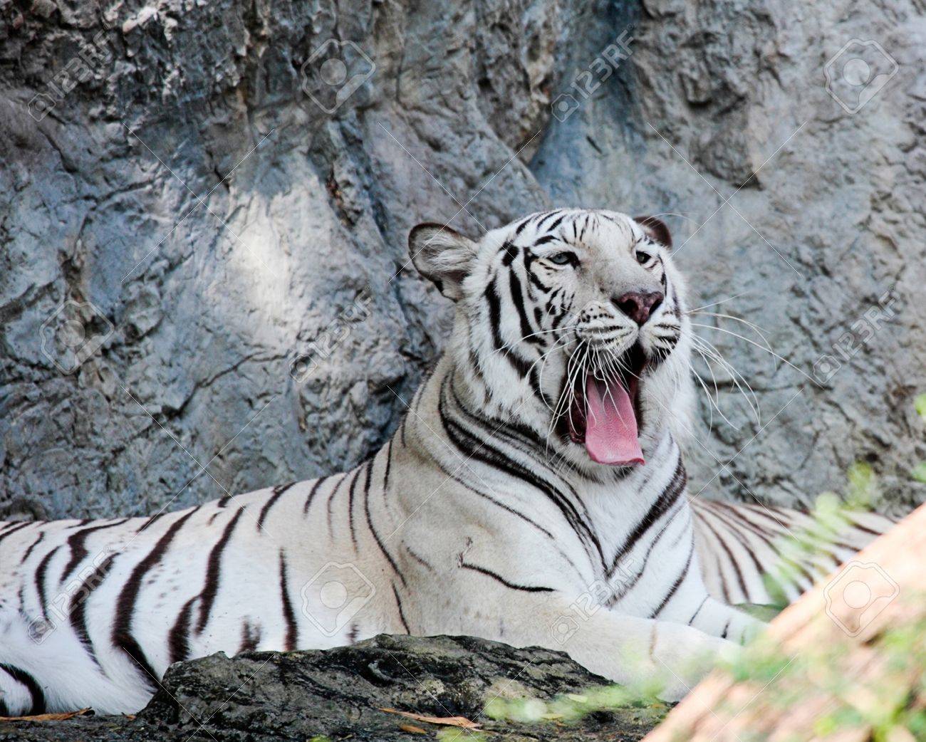 etiam-dictum-ipsum-a-felis