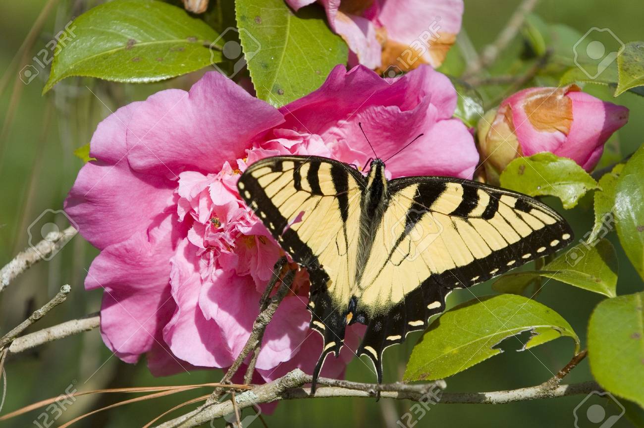 ツツジの花と蝶 の写真素材 画像素材 Image
