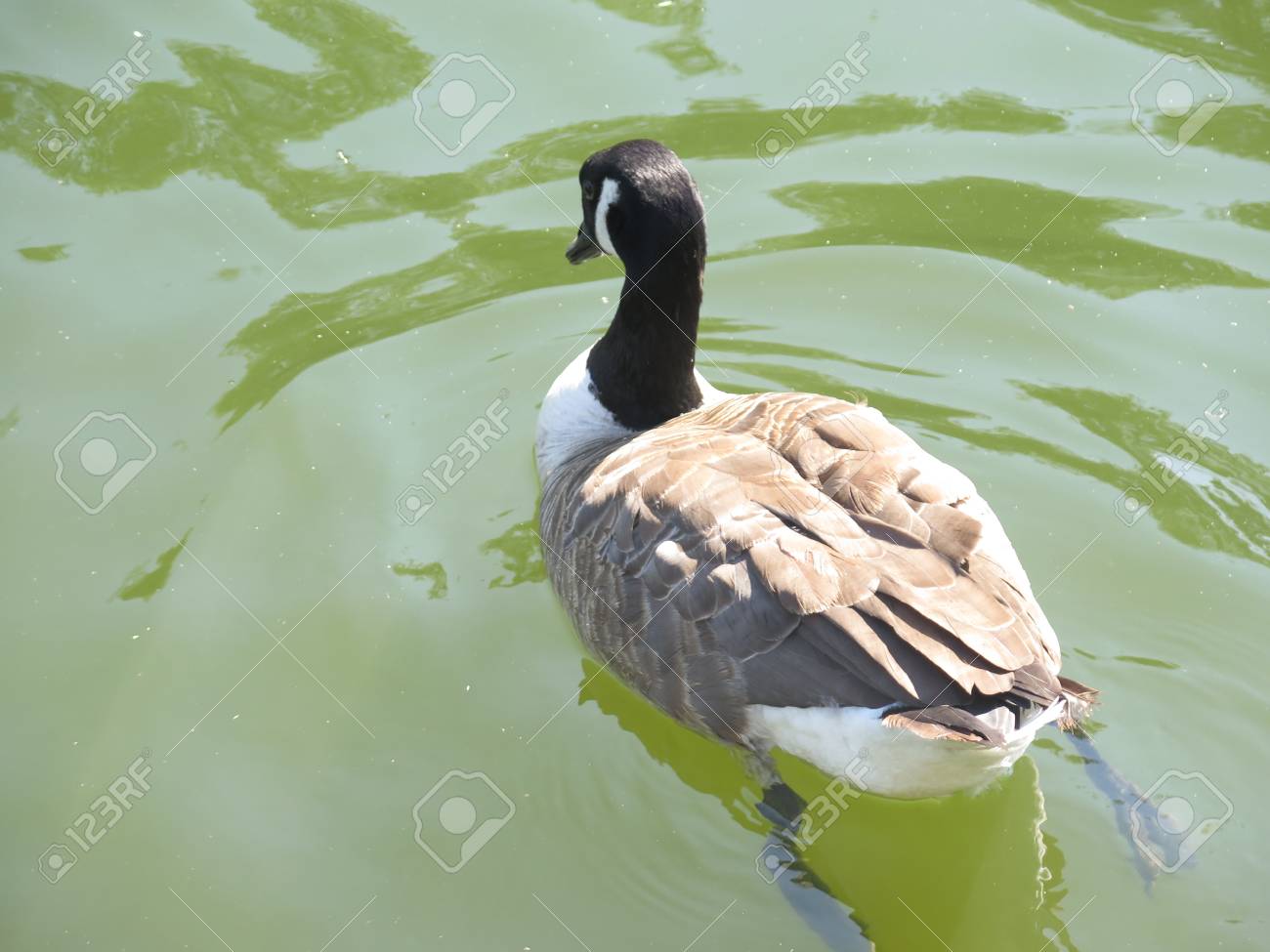 canada goose reading canada goose reading