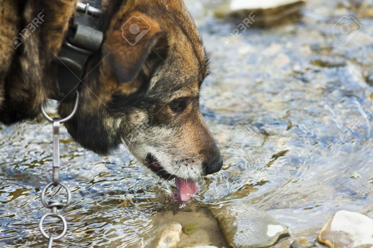a dog drinking water