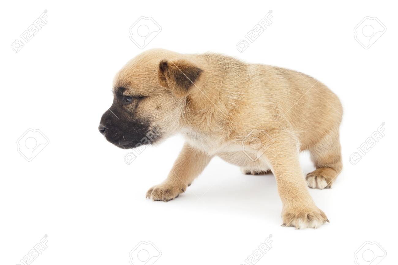 Small Baby Dogs Online Shopping