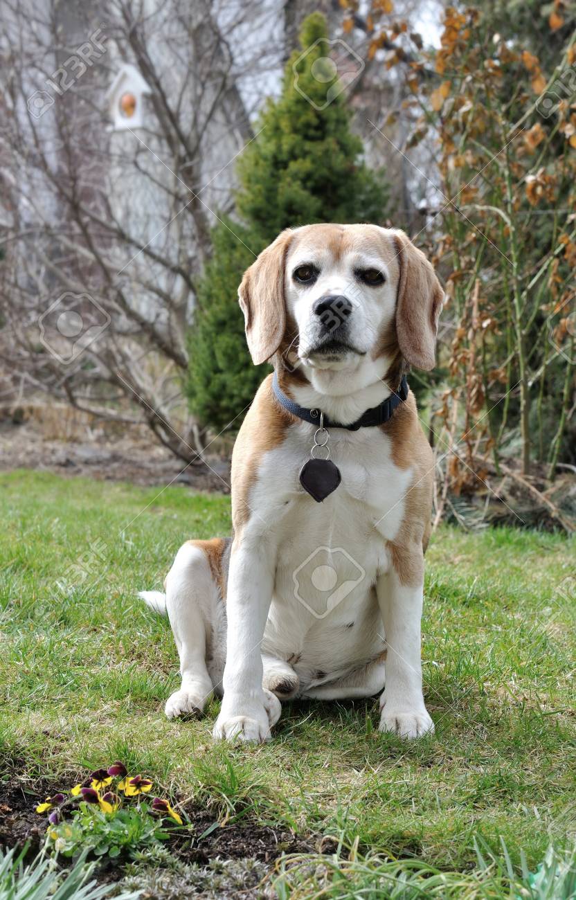 subaru crosstrek dog toy