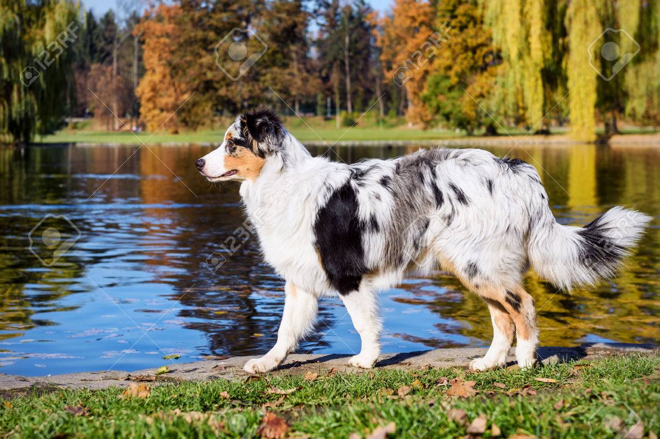australian shepherd 6 months