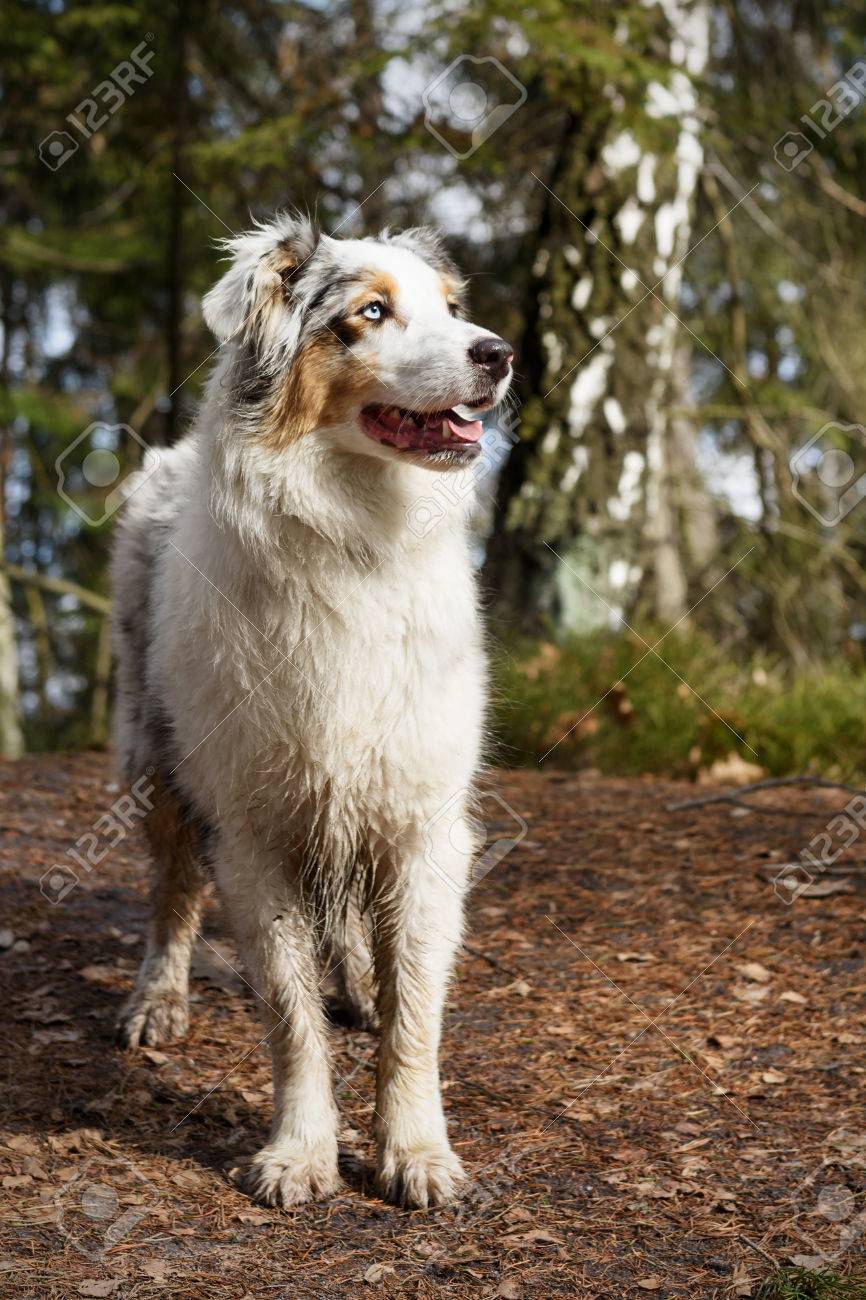 若くてかわいいオーストラリアン シェパード犬 屋外 の写真素材 画像素材 Image
