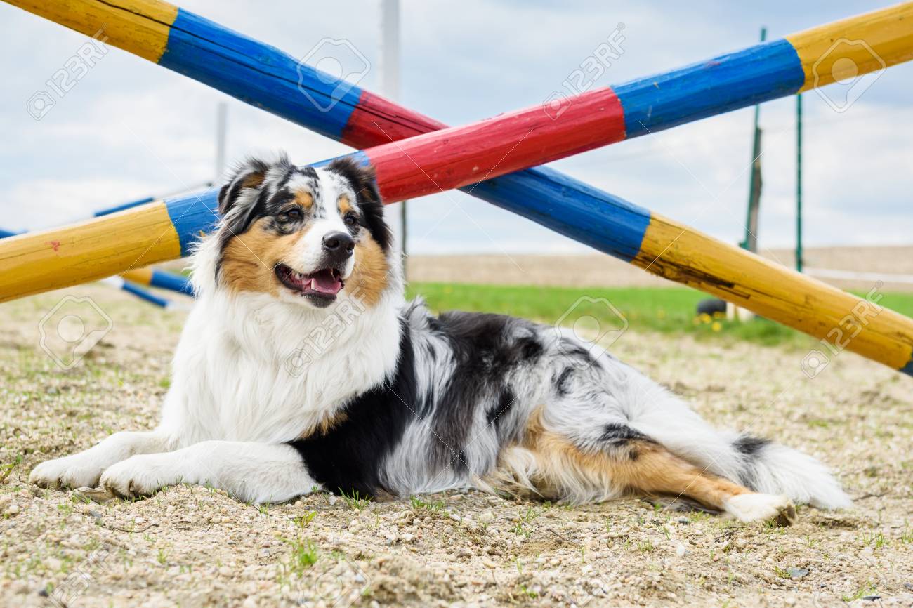 若くてかわいいオーストラリアン シェパード犬 屋外 の写真素材 画像素材 Image