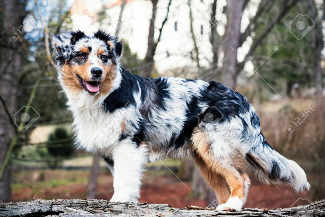 australian blue shepherd