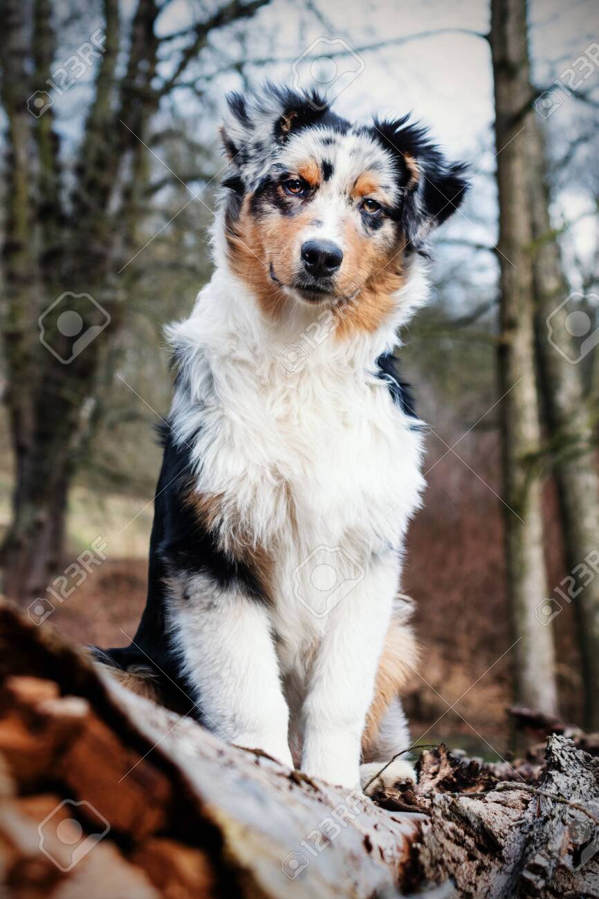 australian blue shepherd
