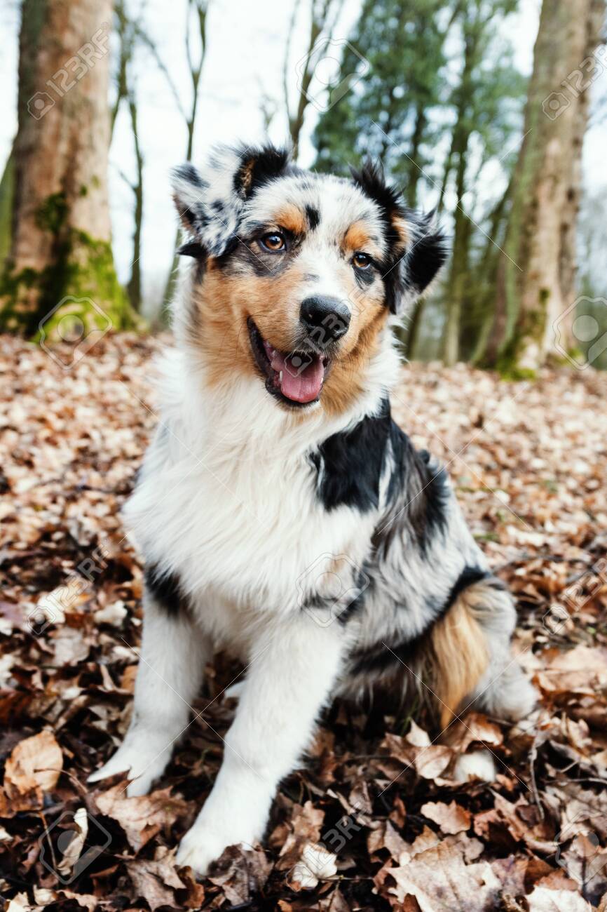 merle aussie puppy