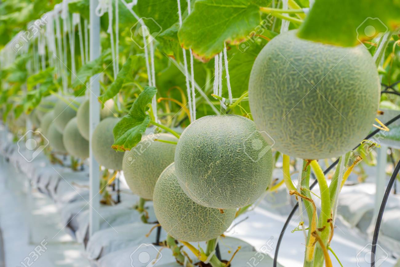 温室で育つメロンのメロン の写真素材 画像素材 Image