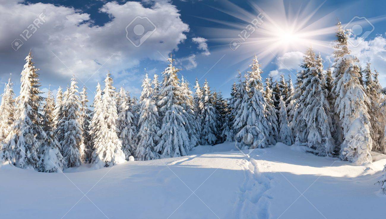 Beautiful Winter Landscape In The Forest Stock Photo Picture And Royalty Free Image Image 16146226