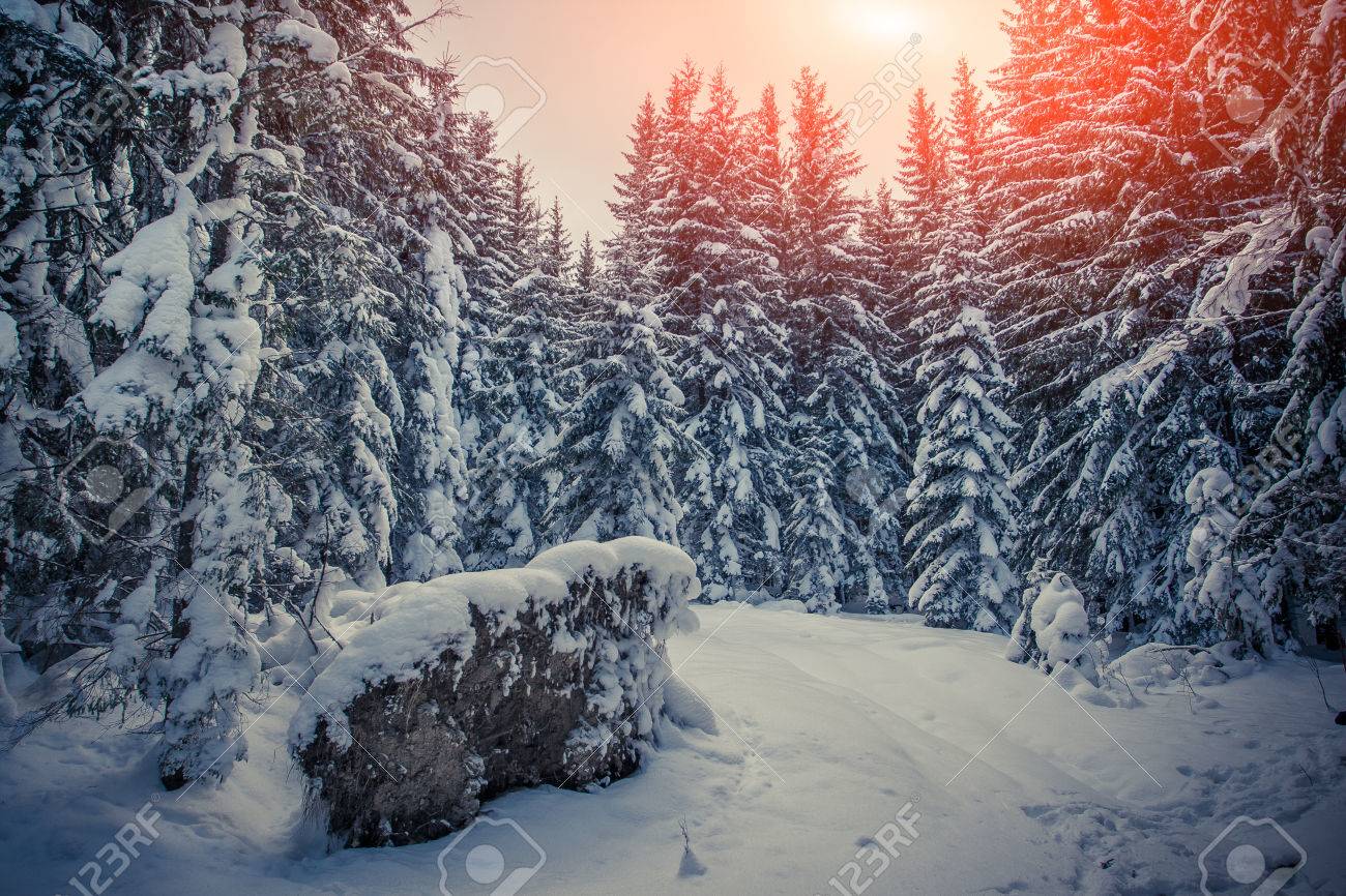 Immagini Stock Alba Di Inverno Nella Foresta Di Montagna Con Abeti E Neve Fresca Stile Retro Image