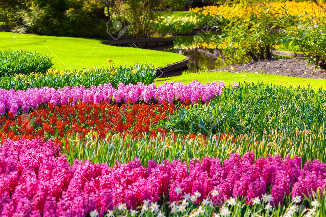 キューケンホフ公園の素晴らしい花 オランダ ヨーロッパの美しい屋外風景 の写真素材 画像素材 Image