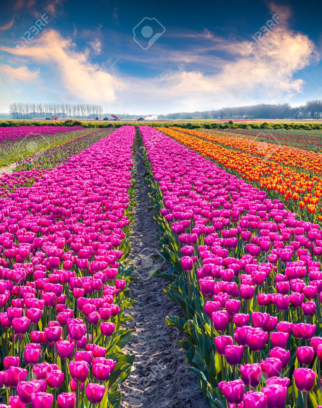 Rutten 町の近くの農場の農産物加工チューリップの花 オランダ ヨーロッパの美しい屋外風景 の写真素材 画像素材 Image 4111