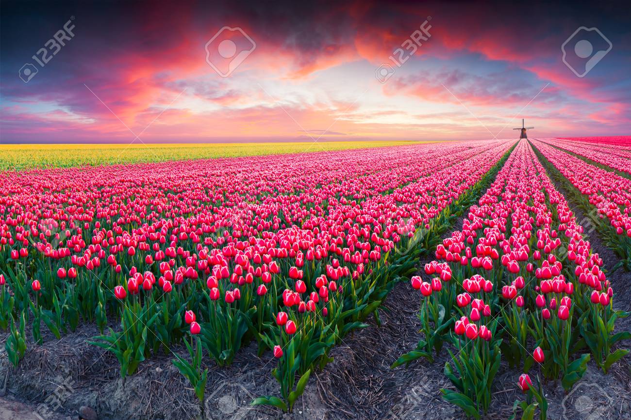 The Tulip Sunset Tour including Dinner, Departure from Amsterdam - Klook  United States, image size:1300x867
