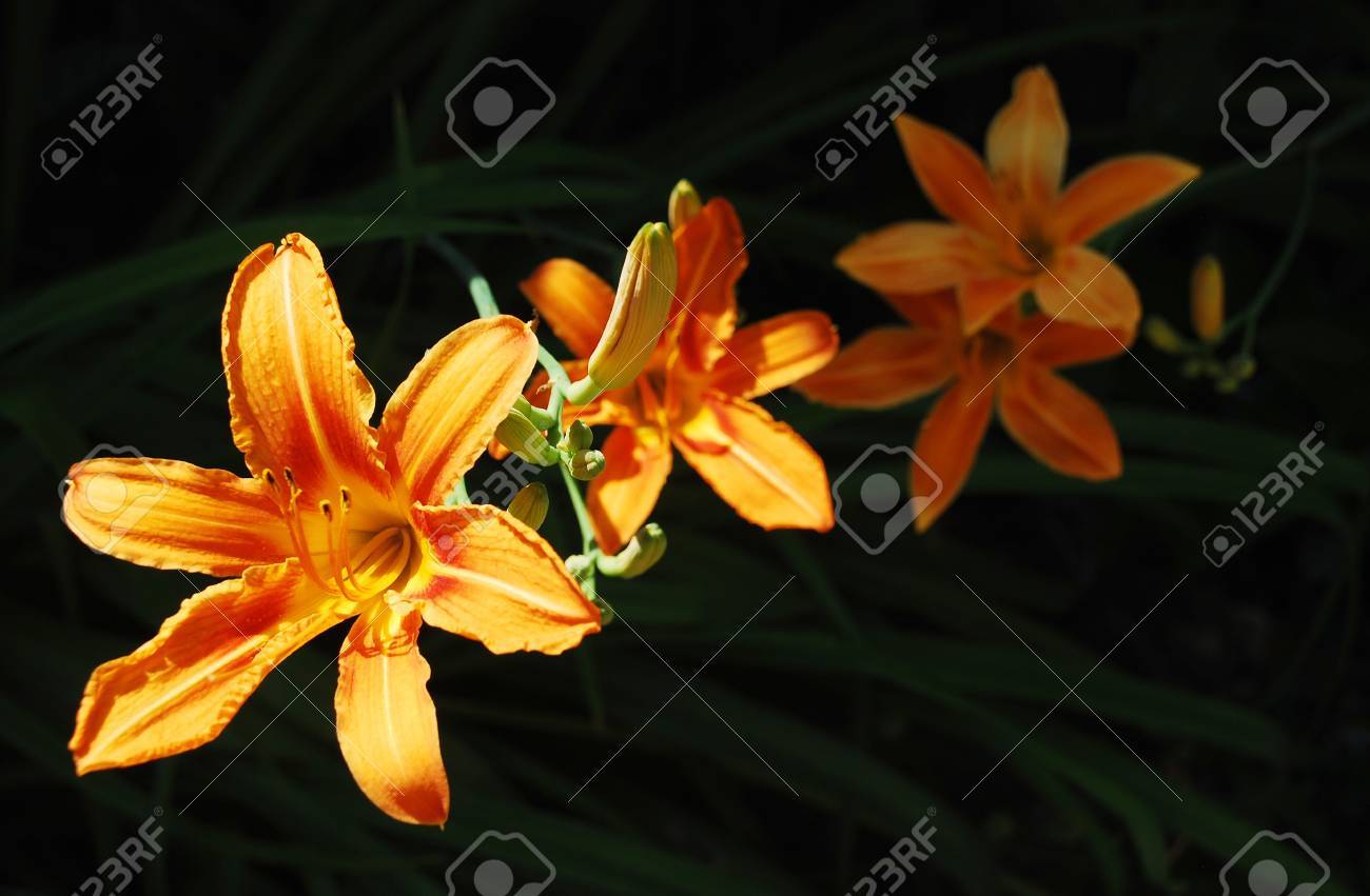 East Orange Focus >> Orange Lily Flowers Growing Wild In North East Italy The Focus East Orange Focus >> Orange Lily Flowers Growing Wild In North East Italy The Focus