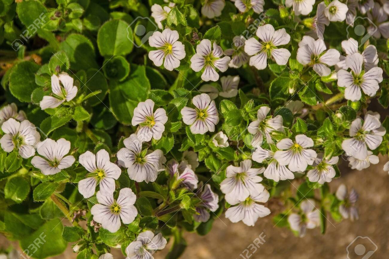 Tiny White Flowers Growing On A Gypsophila Cerastioides Plant Growing In North East Italy This Perennial