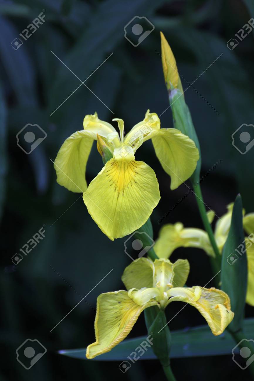 etiam-dictum-ipsum-a-felis