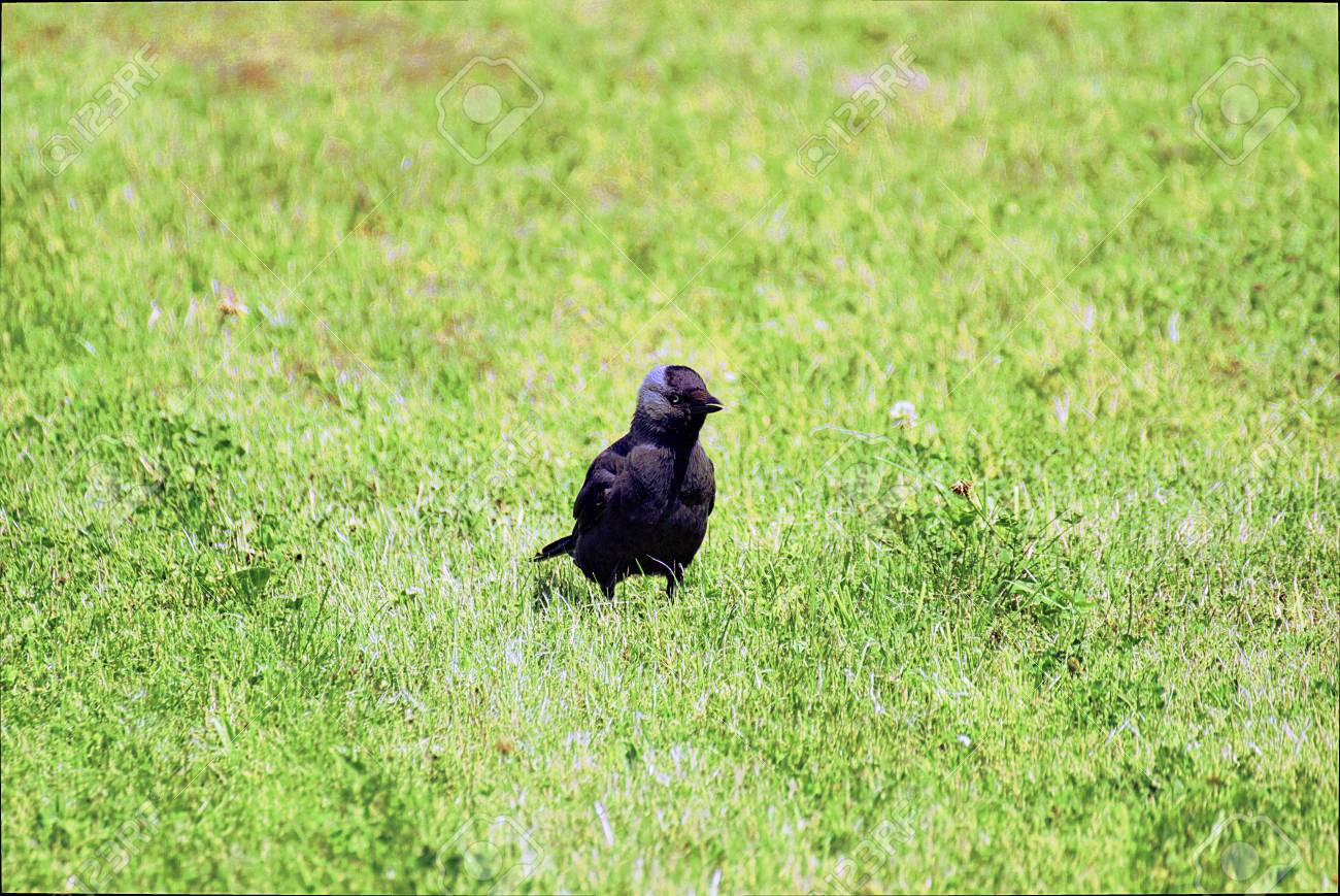 廻りのカラス からす座 Monedula 草の上に立っています の写真素材 画像素材 Image