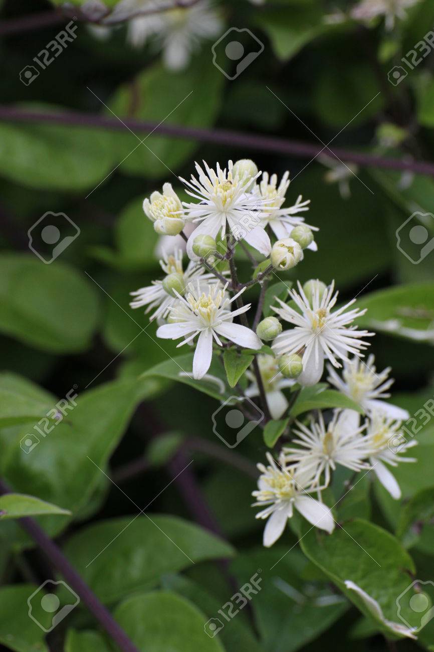 長い雄しべの白い花 の写真素材 画像素材 Image