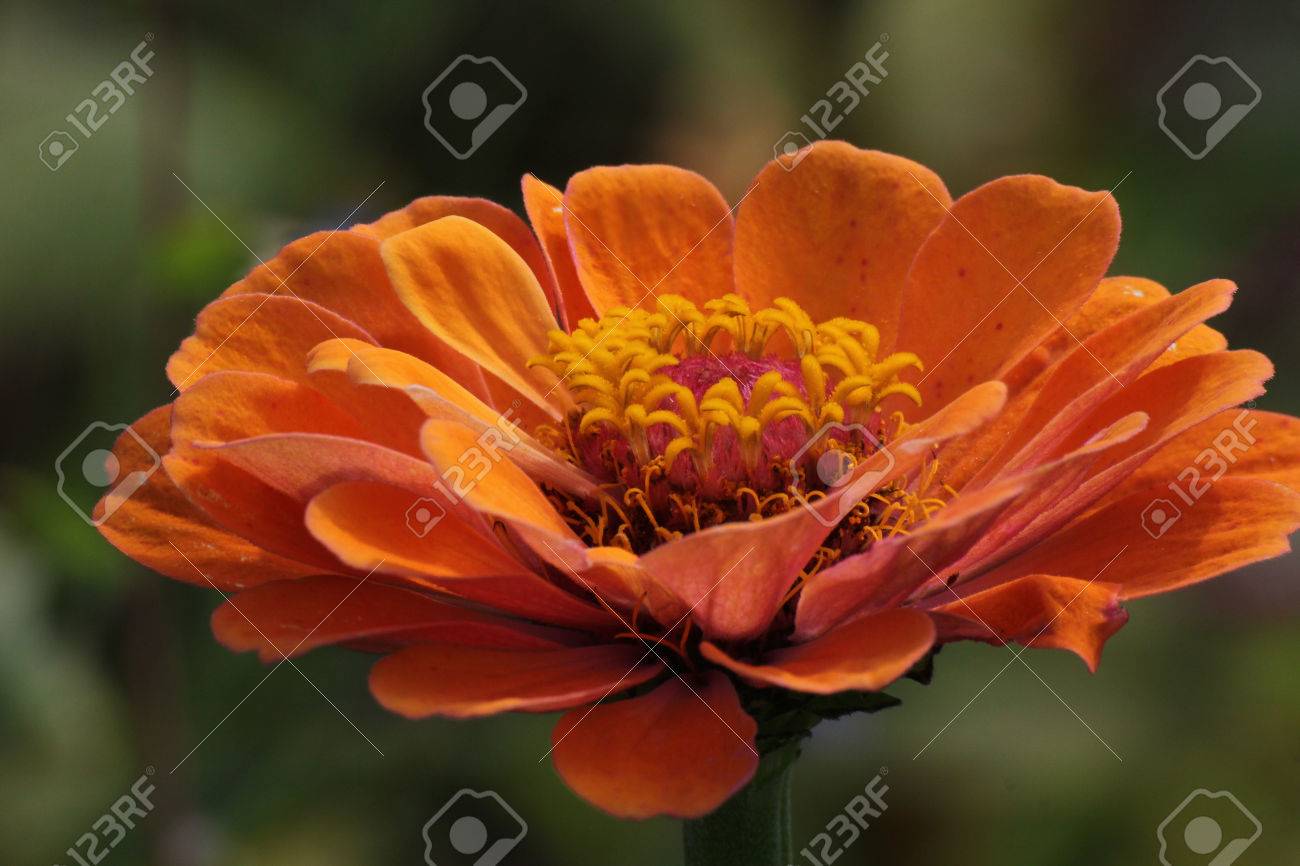 オレンジのデイジー工場 キク科 の花の頭 の写真素材 画像素材 Image