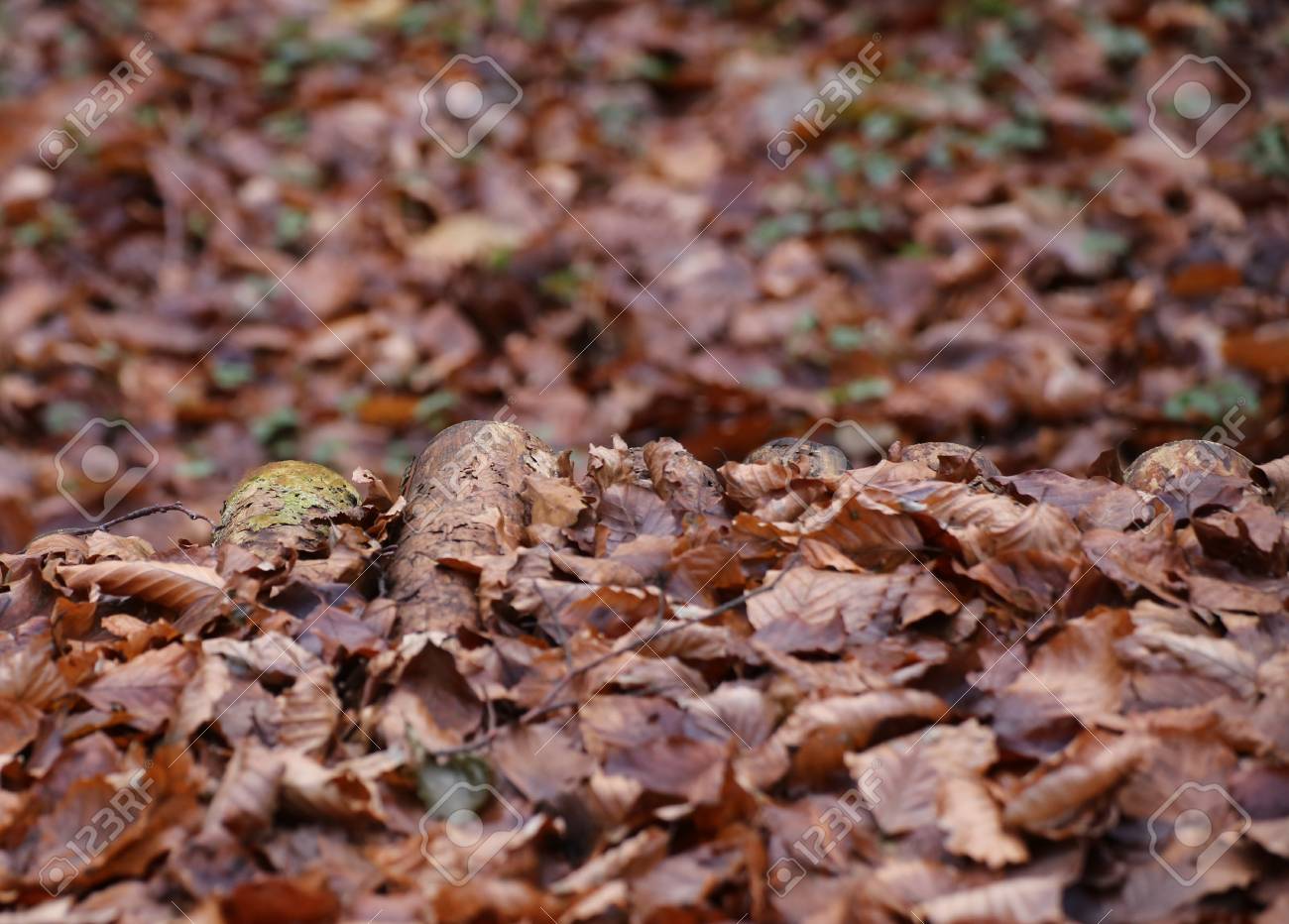 leaves and wood in a beech forest stock photo picture and royalty