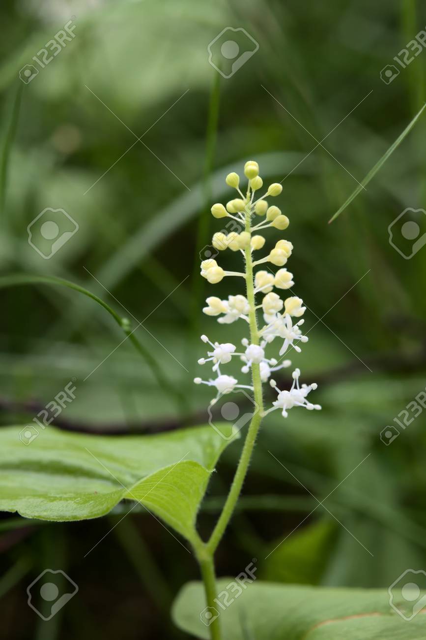 Maianthemum Bifolium Common Names Are False Lily Of The Valley Stock Photo Picture And Royalty Free Image Image 84492977