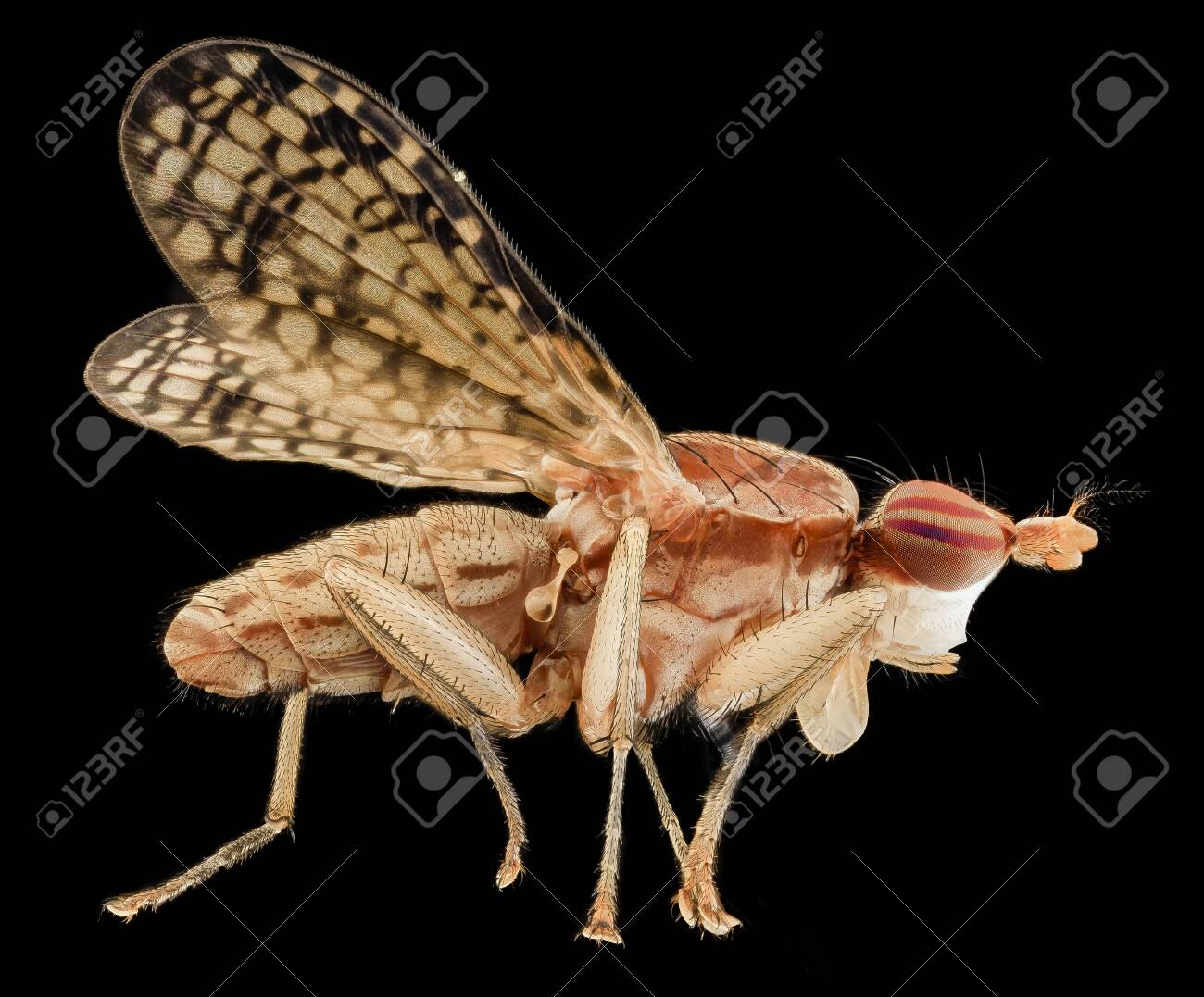 etiam-dictum-ipsum-a-felis