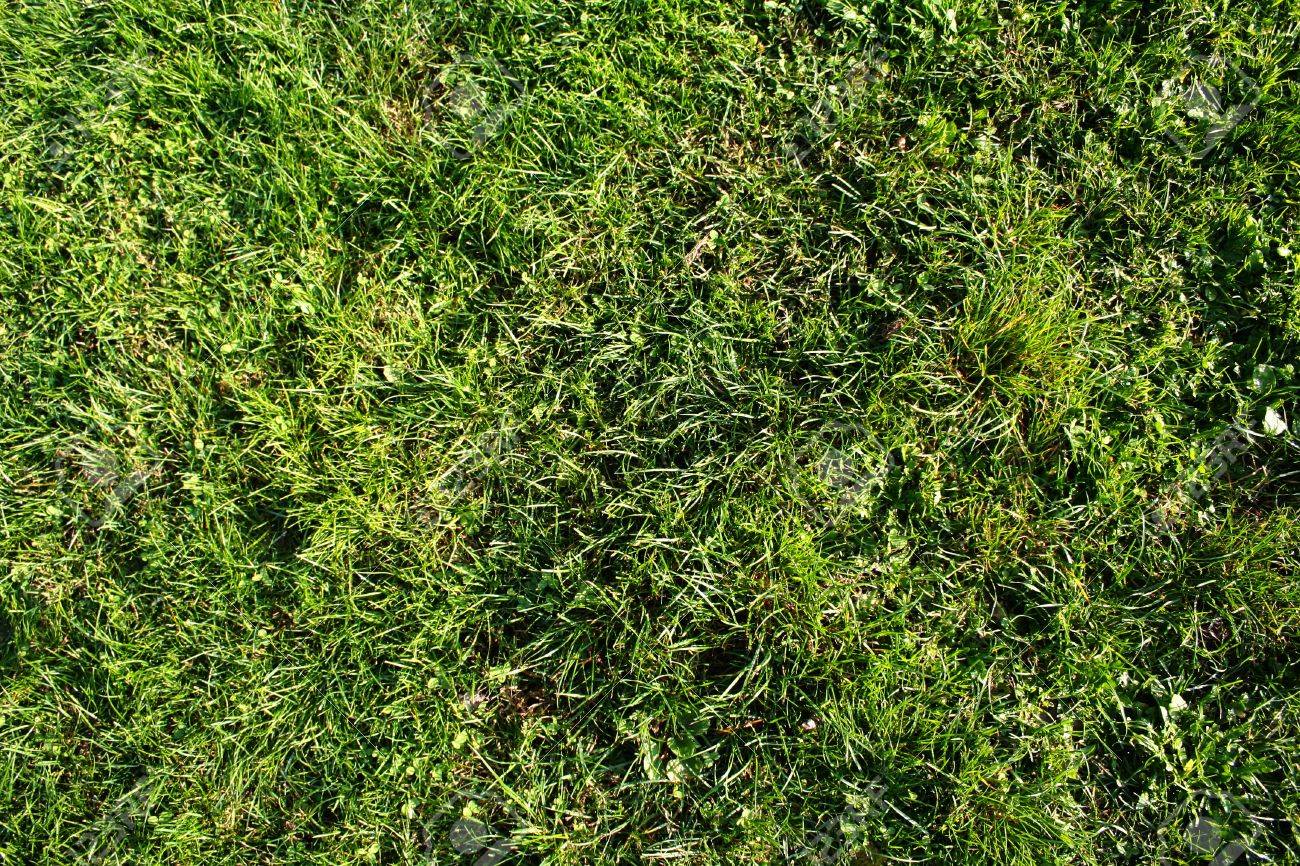 高詳細で簡単にテクスチャ背景を草します の写真素材 画像素材 Image