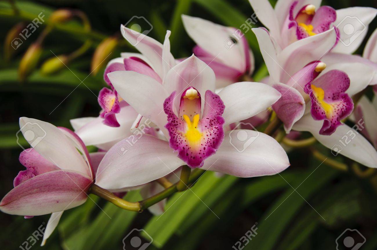 Family Orchidaceae High Resolution Stock Photography And Images Alamy