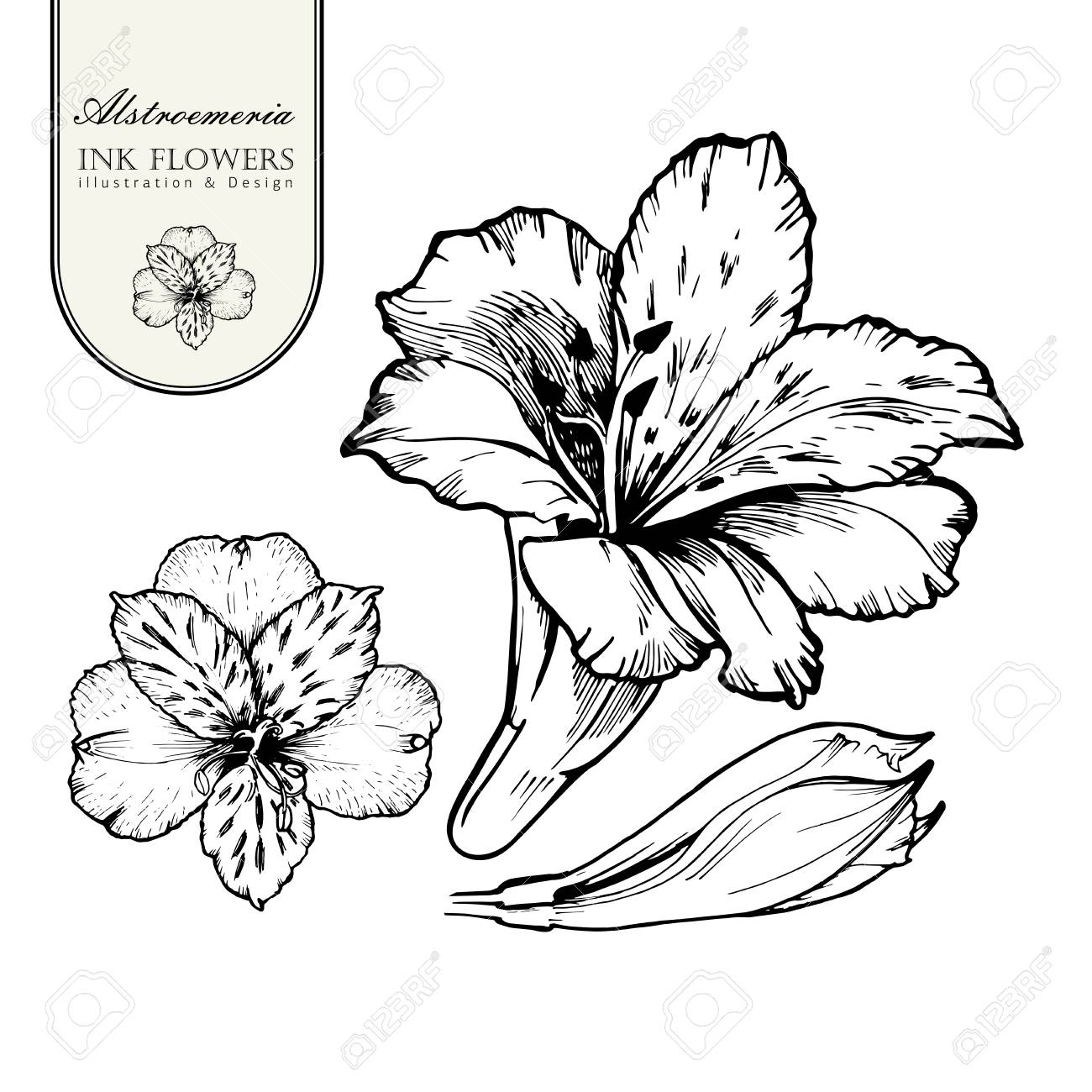 Black Ink Line Style Sketch Flower. Hand Painted Alstroemeria Flower.  Royalty Free SVG, Cliparts, Vectors, And Stock Illustration. Image  107295783.