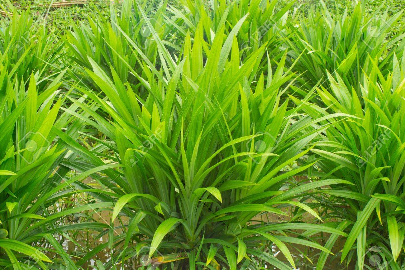 パンダン リーフ の写真素材 画像素材 Image
