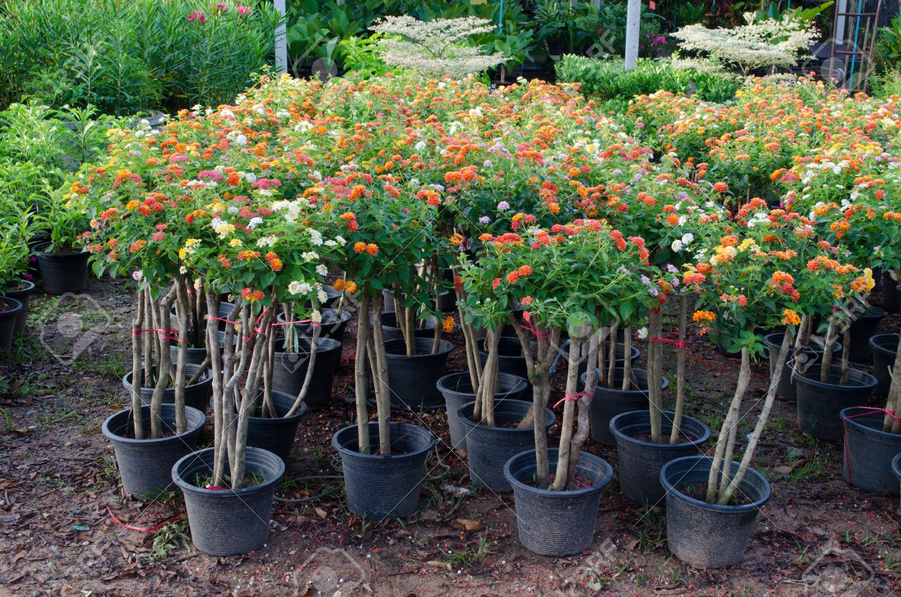 ランタナ植木鉢花市場での販売のために の写真素材 画像素材 Image