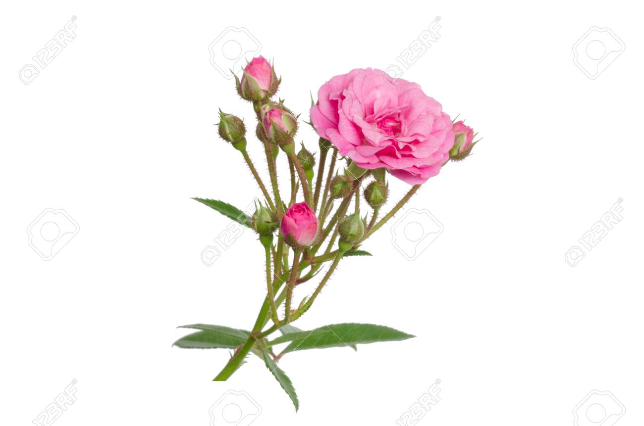 フェアリー ローズは白い背景の分離 の写真素材 画像素材 Image