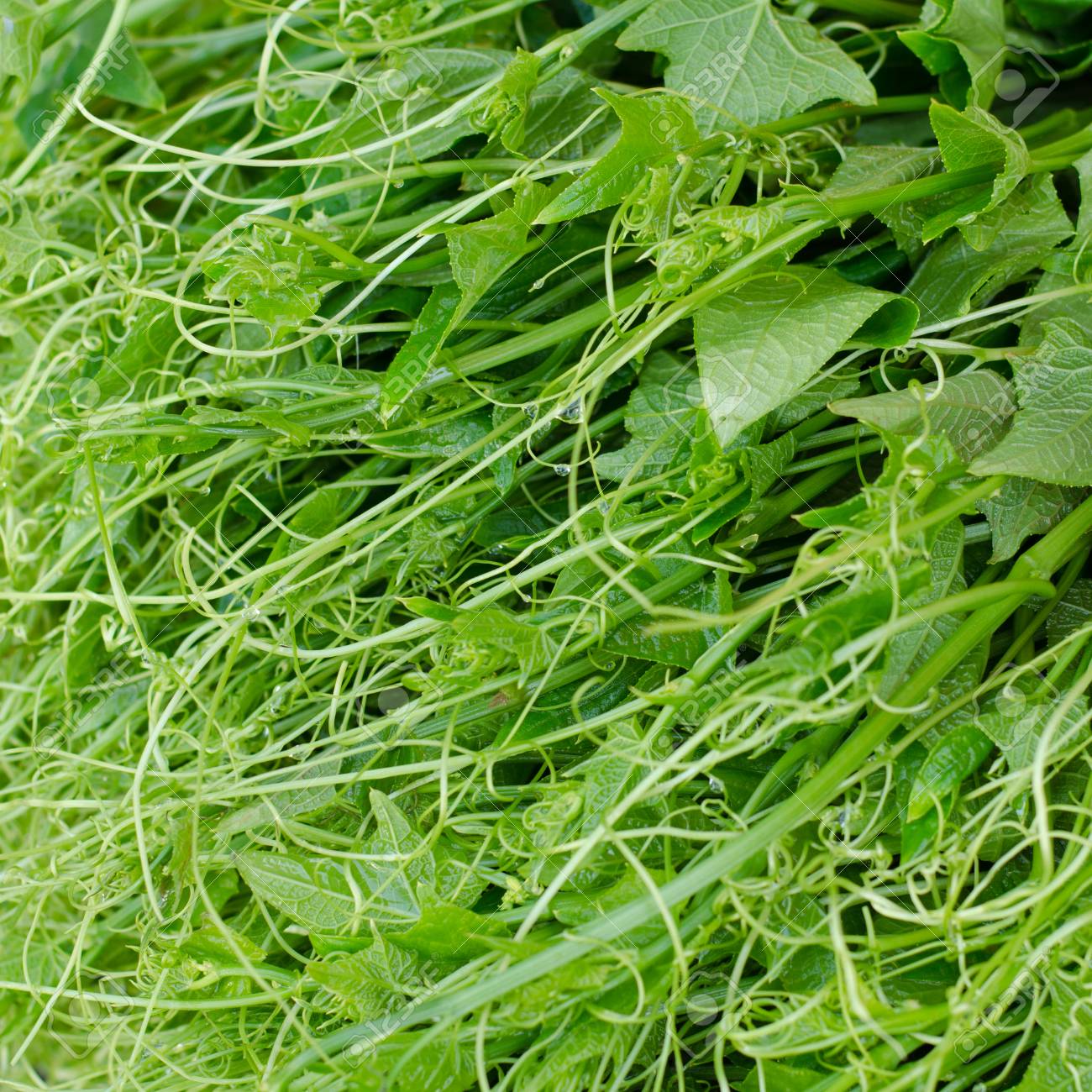 Frische Grune Stachelgurke Blatter Hintergrund Lizenzfreie Fotos Bilder Und Stock Fotografie Image 34343551