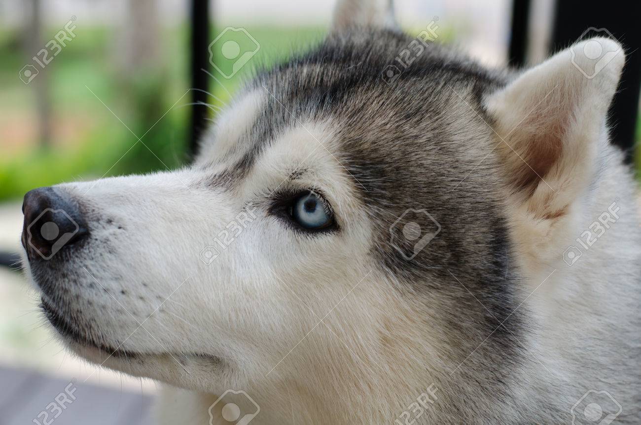 シベリア犬の青い目のクローズ アップ の写真素材 画像素材 Image