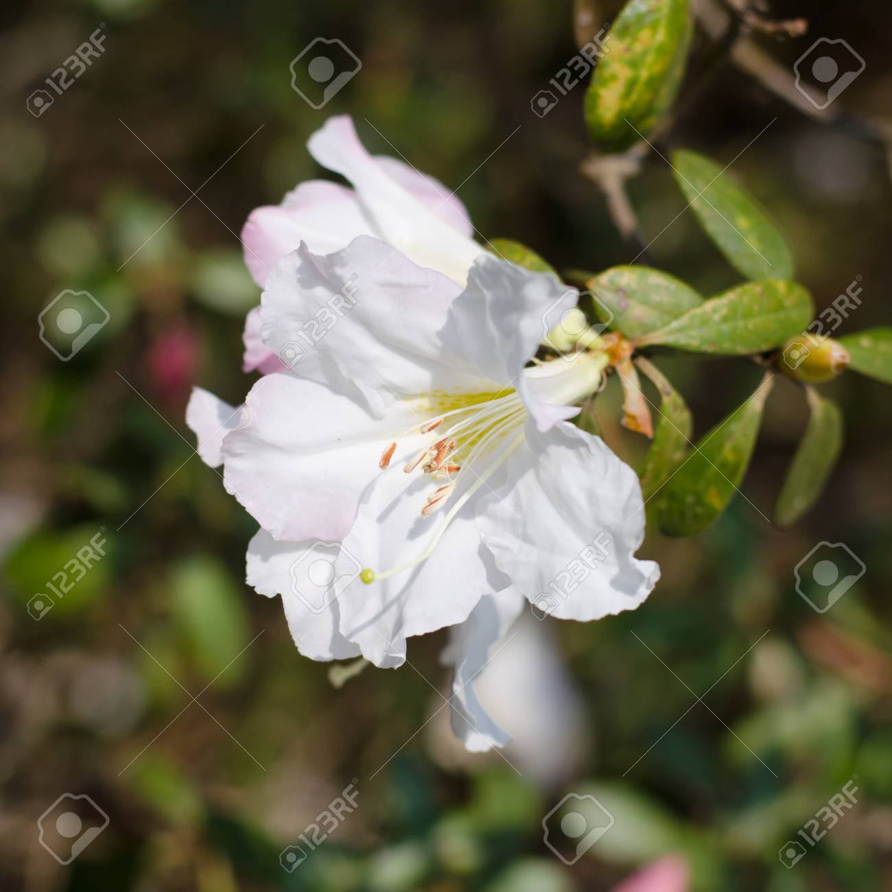 エレガントな白のツツジの花 の写真素材 画像素材 Image