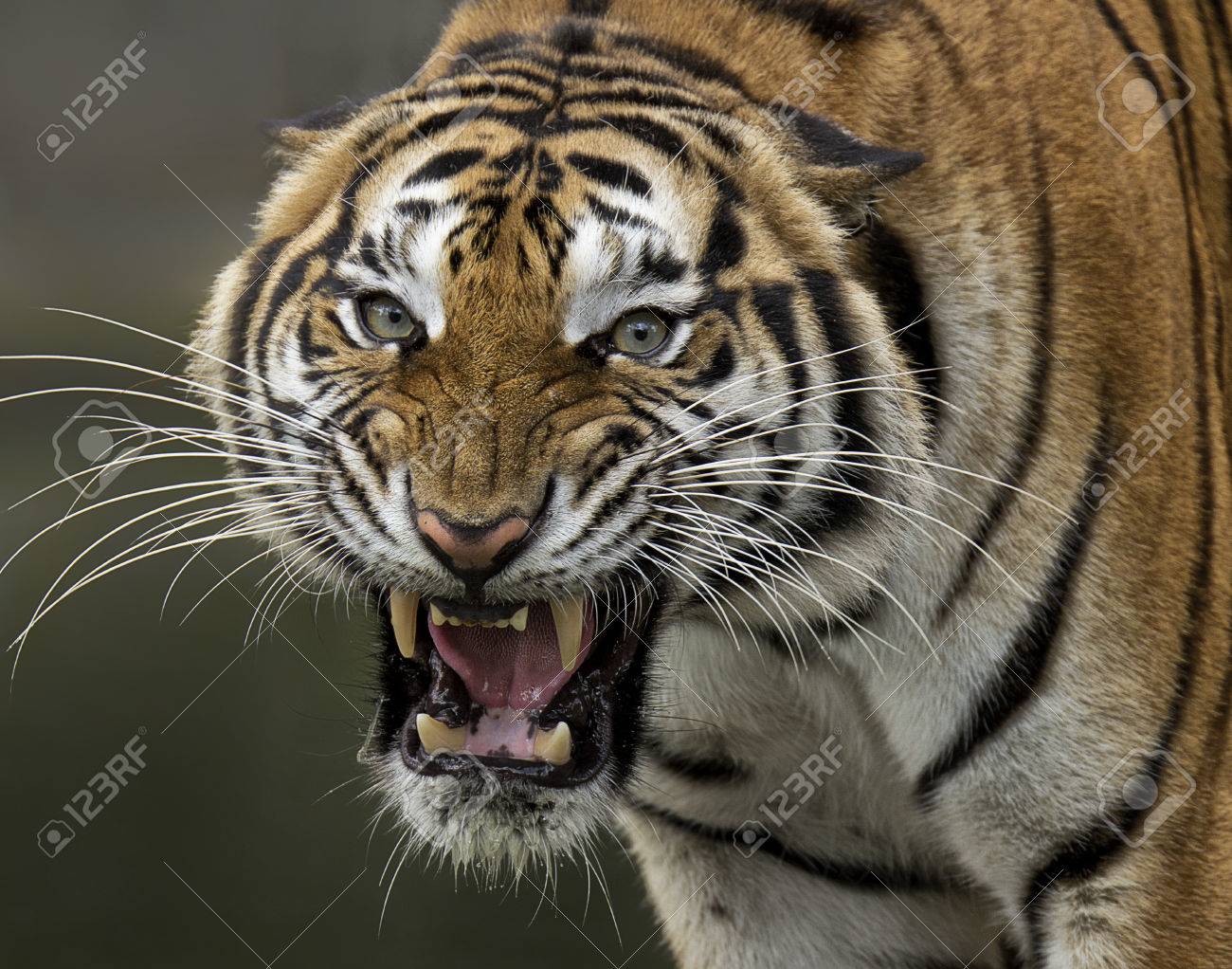 Angry Stare Of A Tiger Stock Photo, Picture and Royalty Free Image. Image  32690838., image size:1300x1022
