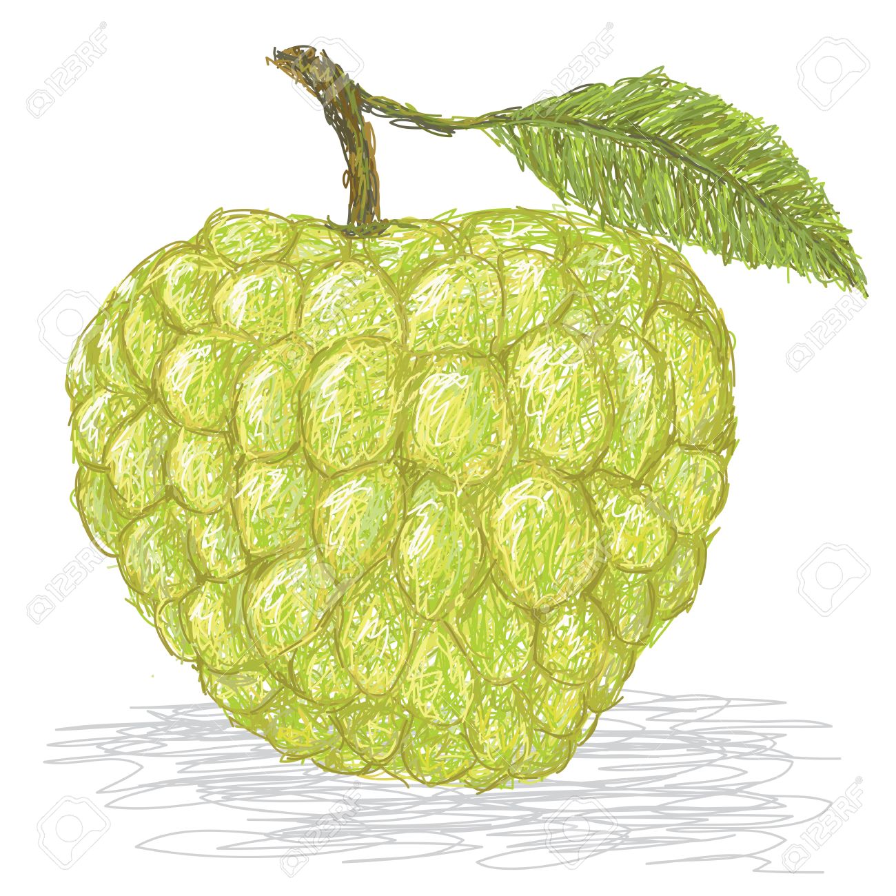 クローズ アップ ホワイト バック グラウンドで分離された新鮮なカスタード アップルのイラスト のイラスト素材 ベクタ Image